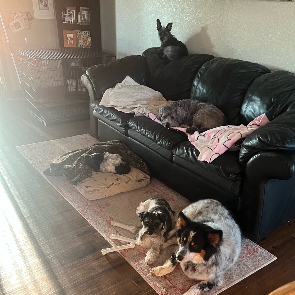 Thanks for Stopping By!❤️ Pet Friendly Closet! My brood of 7 🐾 - Picture 5 of 16
